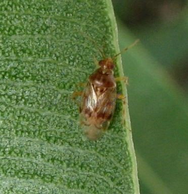 Campylomma sp