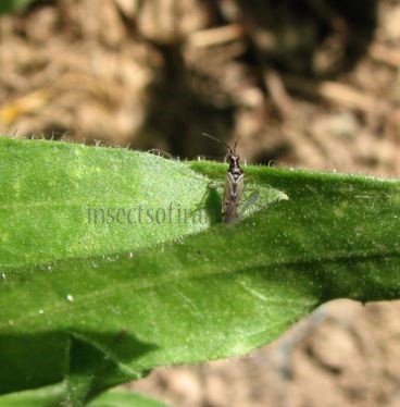 Dicyphus sp
