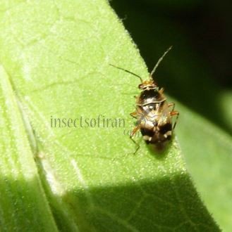 Liocoris sp