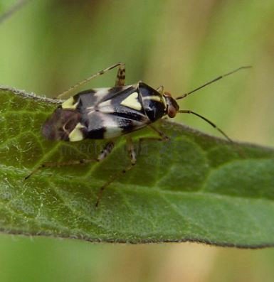 Liocoris tripustulatus -1