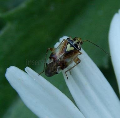 Liocoris tripustulatus-2