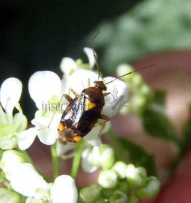 Liocoris tripustulatus-3