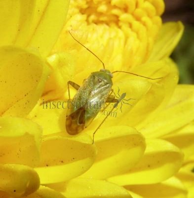 Lygocoris pabulinu