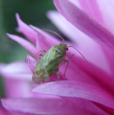 Lygocoris rugicollis-1