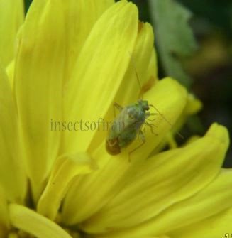 Lygocoris rugicollis-3