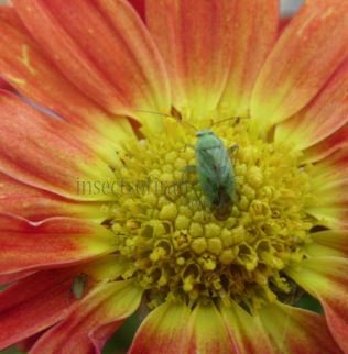 Lygocoris sp-1