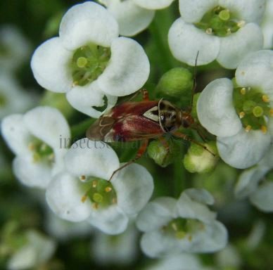 Lygocoris sp-3