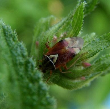 Lygocoris sp-5