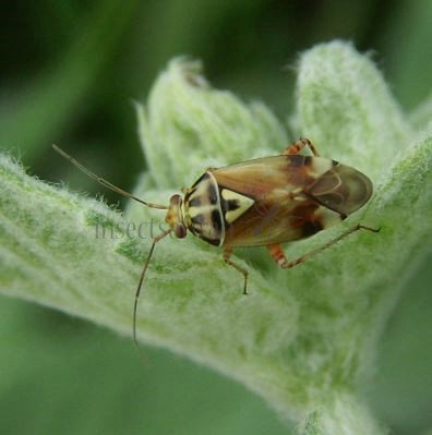 Lygocoris sp-6