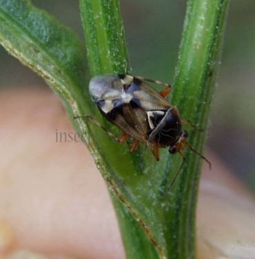Lygus basalis