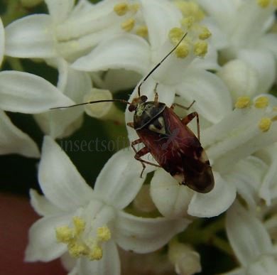 Lygus hesperus