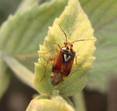 Lygus pratensis -1