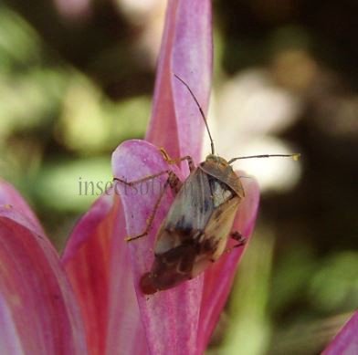 Lygus pratensis -2
