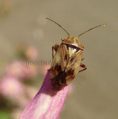 Lygus pratensis -3