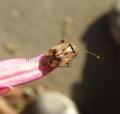 Lygus pratensis -3