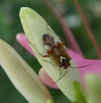 Lygus pratensis -6