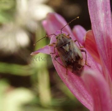 Lygus pratensis -6