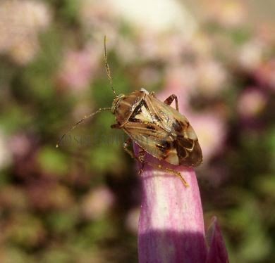Lygus pratensis -8