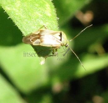 Lygus pratensis -10
