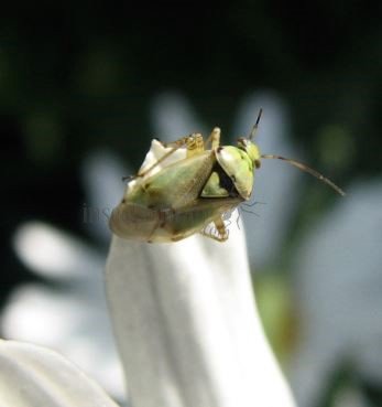 Lygus pratensis -11