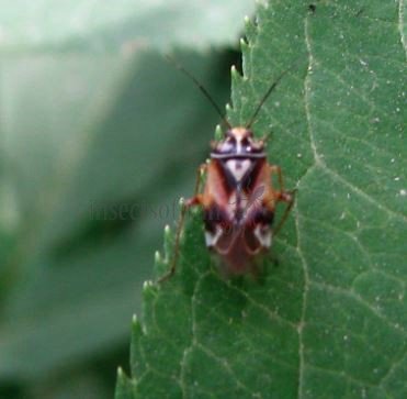 Lygus pratensis -12