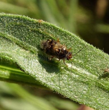 Lygus rugulipennis-1