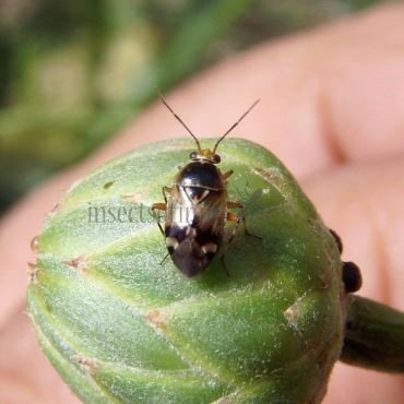 Lygus rugulipennis-2