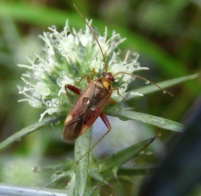 Lygus rugulipennis-3
