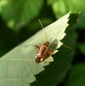 Lygus rugulipennis-4