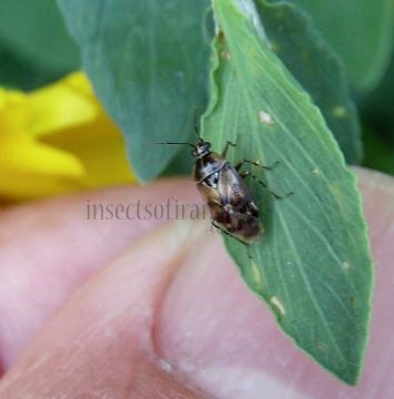 Lygus rugulipennis-5