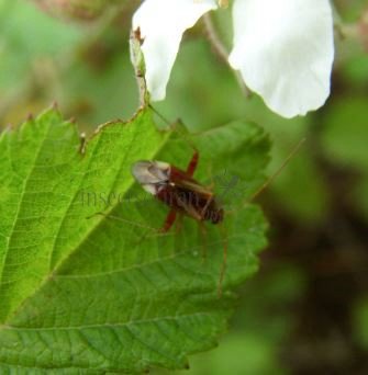 Lygus rugulipennis-6