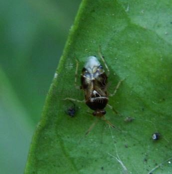 Lygus rugulipennis-7