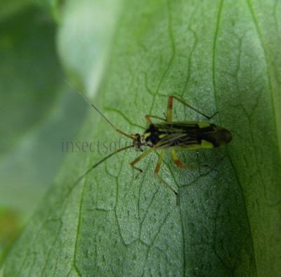 Mermitelocerus sp-2