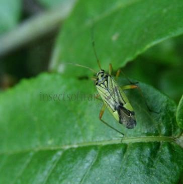Mermitelocerus sp-3