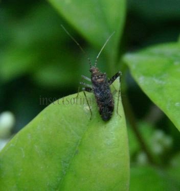 Miridae-1