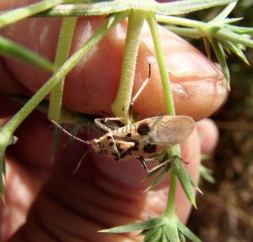 Miridae-3