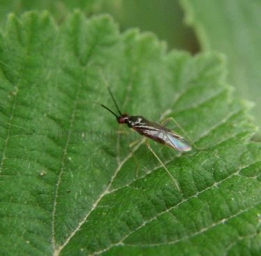 Miridae-5