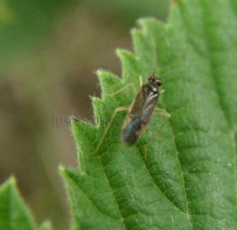 Miridae-6
