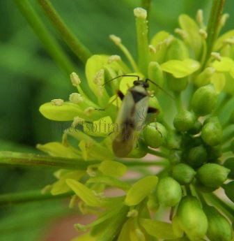 Miridae-7