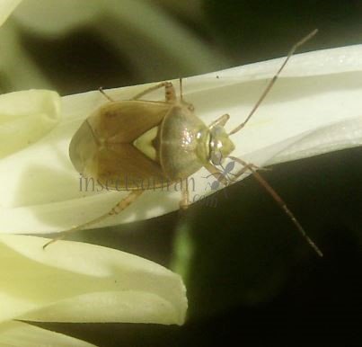 Miridae-8