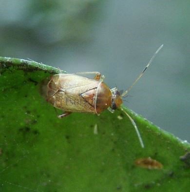Miridae-9