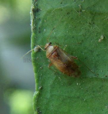 Miridae-12