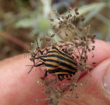 Graphosoma melanoxanthum -6
