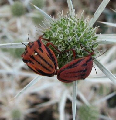 Graphosoma semipunctatum -1
