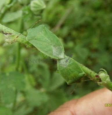 Nezara viridula -1  