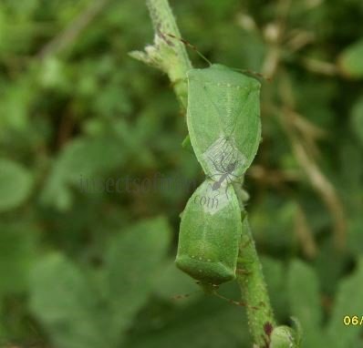 Nezara viridula -5