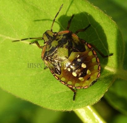 Nezara viridula -5