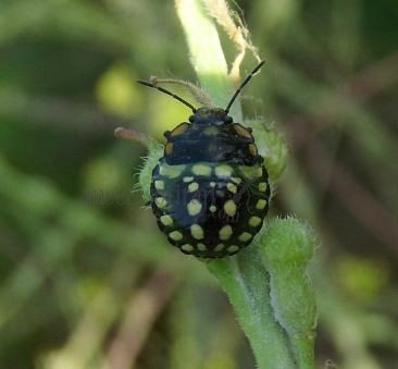 Nezara viridula -6