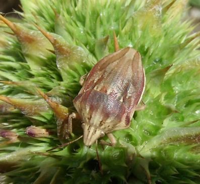 Odontotarsus purpureolineatus