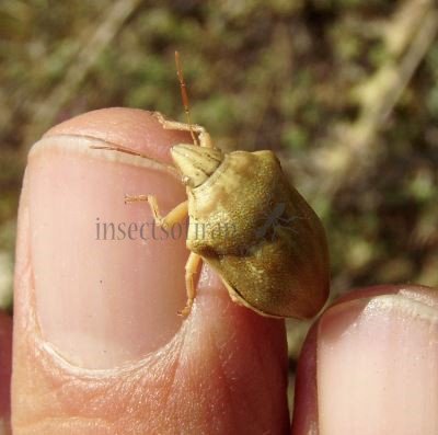 Odontotarsus sp-1